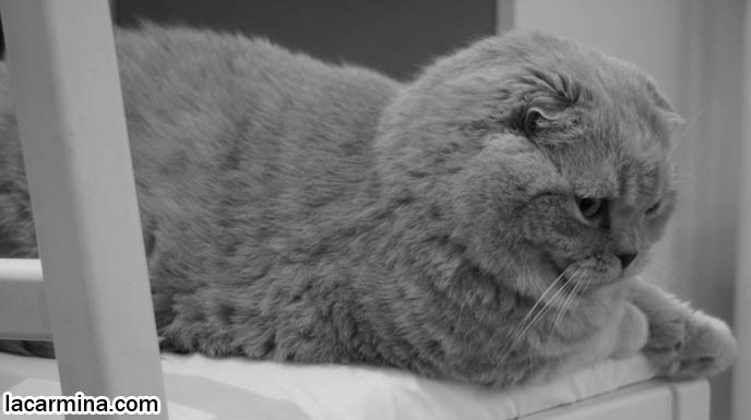 BLACK AND WHITE CLASSY PHOTOS OF PETS, VINTAGE RETRO ANIMAL PHOTOS, ROUND RARE BREED OF PET CATS FROM SPECIAL BREEDER. FLOP-EARED BABY LION SCOTTISH FOLD CAT SITTING ON CHAIR, FAT ROUND FACE KITTY, CUTEST PET PHOTOS. LOLCAT HUMOR PHOTOS. FAT SCOTTISH FOLD CAT, SOLID CREAM SHORTHAIRS. CUTE OVERLOAD CATS, hair and fur colors and patterns, pet humor, Scottish Fold cat photos, coupari, what to feed purebred flop eared cats, behavior and personality, funny cute LOLCAT pet photos, silly pet pictures, earless cat, floppy eared scottish folds, playing with pet scottish fold cats, pet cat medical care スコティッシュフォールド,  猫 