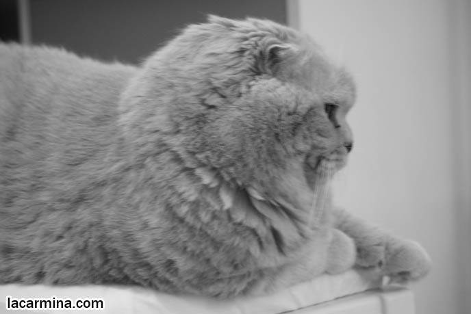 BLACK AND WHITE CLASSY PHOTOS OF PETS, VINTAGE RETRO ANIMAL PHOTOS, ROUND RARE BREED OF PET CATS FROM SPECIAL BREEDER. FLOP-EARED BABY LION SCOTTISH FOLD CAT SITTING ON CHAIR, FAT ROUND FACE KITTY, CUTEST PET PHOTOS. LOLCAT HUMOR PHOTOS. FAT SCOTTISH FOLD CAT, SOLID CREAM SHORTHAIRS. CUTE OVERLOAD CATS, hair and fur colors and patterns, pet humor, Scottish Fold cat photos, coupari, what to feed purebred flop eared cats, behavior and personality, funny cute LOLCAT pet photos, silly pet pictures, earless cat, floppy eared scottish folds, playing with pet scottish fold cats, pet cat medical care スコティッシュフォールド,  猫 