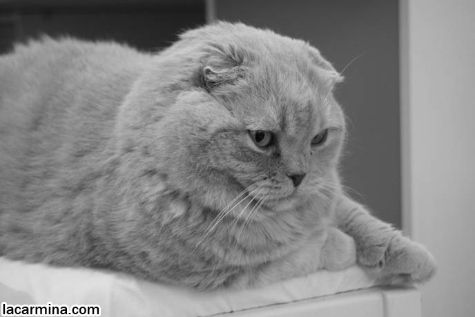 BLACK AND WHITE CLASSY PHOTOS OF PETS, VINTAGE RETRO ANIMAL PHOTOS, ROUND RARE BREED OF PET CATS FROM SPECIAL BREEDER. FLOP-EARED BABY LION SCOTTISH FOLD CAT SITTING ON CHAIR, FAT ROUND FACE KITTY, CUTEST PET PHOTOS. LOLCAT HUMOR PHOTOS. FAT SCOTTISH FOLD CAT, SOLID CREAM SHORTHAIRS. CUTE OVERLOAD CATS, hair and fur colors and patterns, pet humor, Scottish Fold cat photos, coupari, what to feed purebred flop eared cats, behavior and personality, funny cute LOLCAT pet photos, silly pet pictures, earless cat, floppy eared scottish folds, playing with pet scottish fold cats, pet cat medical care スコティッシュフォールド,  猫 