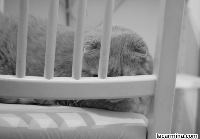 BLACK AND WHITE CLASSY PHOTOS OF PETS, VINTAGE RETRO ANIMAL PHOTOS, ROUND RARE BREED OF PET CATS FROM SPECIAL BREEDER. FLOP-EARED BABY LION SCOTTISH FOLD CAT SITTING ON CHAIR, FAT ROUND FACE KITTY, CUTEST PET PHOTOS. FUNNY CAT BEHIND BARS, KENNELS FOR PET CATS, SAD FACE SCOTTISH FOLD IN JAIL. PET PHOTOGRAPHY, hair and fur colors and patterns, pet humor, Scottish Fold cat photos, coupari, what to feed purebred flop eared cats, behavior and personality, funny cute LOLCAT pet photos, silly pet pictures, earless cat, floppy eared scottish folds, playing with pet scottish fold cats, pet cat medical care スコティッシュフォールド,  猫 