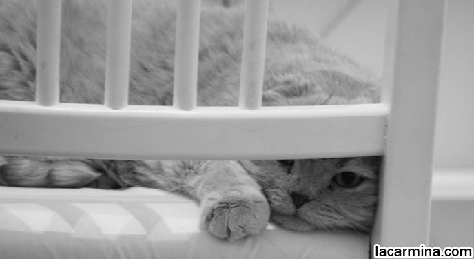 BLACK AND WHITE CLASSY PHOTOS OF PETS, VINTAGE RETRO ANIMAL PHOTOS, ROUND RARE BREED OF PET CATS FROM SPECIAL BREEDER. FLOP-EARED BABY LION SCOTTISH FOLD CAT SITTING ON CHAIR, FAT ROUND FACE KITTY, CUTEST PET PHOTOS. FUNNY CAT BEHIND BARS, KENNELS FOR PET CATS, SAD FACE SCOTTISH FOLD IN JAIL. PET PHOTOGRAPHY, hair and fur colors and patterns, pet humor, Scottish Fold cat photos, coupari, what to feed purebred flop eared cats, behavior and personality, funny cute LOLCAT pet photos, silly pet pictures, earless cat, floppy eared scottish folds, playing with pet scottish fold cats, pet cat medical care スコティッシュフォールド,  猫 