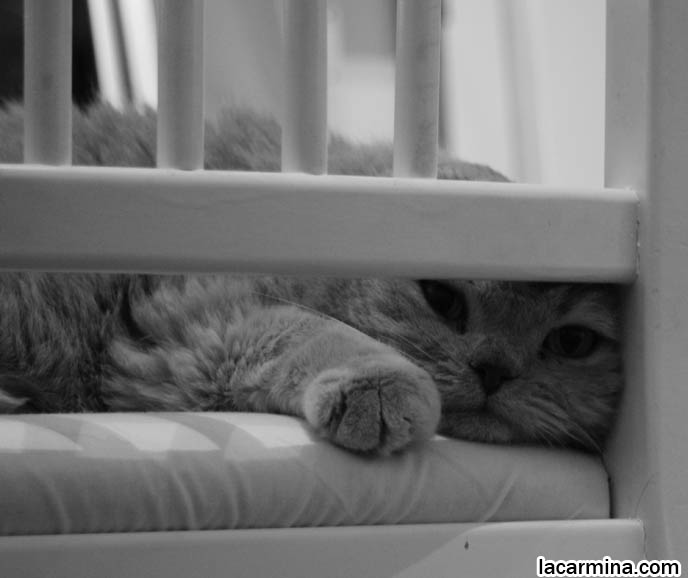 BLACK AND WHITE CLASSY PHOTOS OF PETS, VINTAGE RETRO ANIMAL PHOTOS, ROUND RARE BREED OF PET CATS FROM SPECIAL BREEDER. FLOP-EARED BABY LION SCOTTISH FOLD CAT SITTING ON CHAIR, FAT ROUND FACE KITTY, CUTEST PET PHOTOS. FUNNY CAT BEHIND BARS, KENNELS FOR PET CATS, SAD FACE SCOTTISH FOLD IN JAIL. PET PHOTOGRAPHY, hair and fur colors and patterns, pet humor, Scottish Fold cat photos, coupari, what to feed purebred flop eared cats, behavior and personality, funny cute LOLCAT pet photos, silly pet pictures, earless cat, floppy eared scottish folds, playing with pet scottish fold cats, pet cat medical care スコティッシュフォールド,  猫 