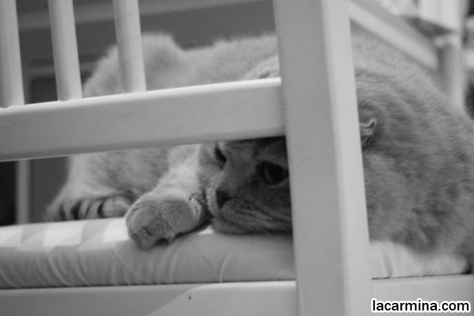 BLACK AND WHITE CLASSY PHOTOS OF PETS, VINTAGE RETRO ANIMAL PHOTOS, ROUND RARE BREED OF PET CATS FROM SPECIAL BREEDER. FLOP-EARED BABY LION SCOTTISH FOLD CAT SITTING ON CHAIR, FAT ROUND FACE KITTY, CUTEST PET PHOTOS. FUNNY CAT BEHIND BARS, KENNELS FOR PET CATS, SAD FACE SCOTTISH FOLD IN JAIL. PET PHOTOGRAPHY, hair and fur colors and patterns, pet humor, Scottish Fold cat photos, coupari, what to feed purebred flop eared cats, behavior and personality, funny cute LOLCAT pet photos, silly pet pictures, earless cat, floppy eared scottish folds, playing with pet scottish fold cats, pet cat medical care スコティッシュフォールド,  猫 