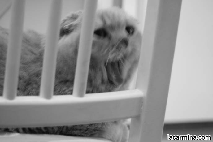 BLACK AND WHITE CLASSY PHOTOS OF PETS, VINTAGE RETRO ANIMAL PHOTOS, ROUND RARE BREED OF PET CATS FROM SPECIAL BREEDER. FLOP-EARED BABY LION SCOTTISH FOLD CAT SITTING ON CHAIR, FAT ROUND FACE KITTY, CUTEST PET PHOTOS. FUNNY CAT BEHIND BARS, KENNELS FOR PET CATS, SAD FACE SCOTTISH FOLD IN JAIL. PET PHOTOGRAPHY, hair and fur colors and patterns, pet humor, Scottish Fold cat photos, coupari, what to feed purebred flop eared cats, behavior and personality, funny cute LOLCAT pet photos, silly pet pictures, earless cat, floppy eared scottish folds, playing with pet scottish fold cats, pet cat medical care スコティッシュフォールド,  猫 