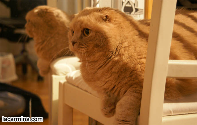ORSON WELLES CITIZEN KANE MIRROR REFLECTION PHOTOS, HEAD PROFILE OF CAT WITH SHORT NOSE AND SMALL FLOP-EARS, BIG EYED KITTY. PROFESSIONAL PET PHOTOGRAPHY, funny Basil Farrow, Ronan and Mia Farrow, hair and fur colors and patterns, pet humor, Scottish Fold cat photos, coupari, what to feed purebred flop eared cats, behavior and personality, funny cute LOLCAT pet photos, silly pet pictures, earless cat, floppy eared scottish folds, playing with pet scottish fold cats, pet cat medical care スコティッシュフォールド,  猫 