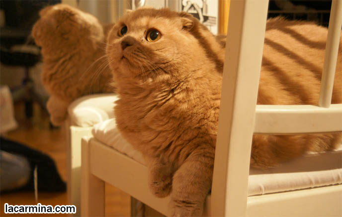 ORSON WELLES CITIZEN KANE MIRROR REFLECTION PHOTOS, HEAD PROFILE OF CAT WITH SHORT NOSE AND SMALL FLOP-EARS, BIG EYED KITTY. PROFESSIONAL PET PHOTOGRAPHY, funny Basil Farrow, Ronan and Mia Farrow, hair and fur colors and patterns, pet humor, Scottish Fold cat photos, coupari, what to feed purebred flop eared cats, behavior and personality, funny cute LOLCAT pet photos, silly pet pictures, earless cat, floppy eared scottish folds, playing with pet scottish fold cats, pet cat medical care スコティッシュフォールド,  猫 
