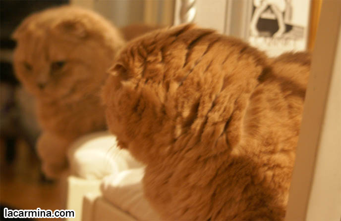 SCOTTISH FOLD CAT LOOKING AT SELF IN MIRROR, PETS AND MIRRORS REFLECTIONS, CURIOUS BABY KITTEN. ORSON WELLES CITIZEN KANE MIRROR REFLECTION PHOTOS, HEAD PROFILE OF CAT WITH SHORT NOSE AND SMALL FLOP-EARS, BIG EYED KITTY. PROFESSIONAL PET PHOTOGRAPHY, funny Basil Farrow, Ronan and Mia Farrow, hair and fur colors and patterns, pet humor, Scottish Fold cat photos, coupari, what to feed purebred flop eared cats, behavior and personality, funny cute LOLCAT pet photos, silly pet pictures, earless cat, floppy eared scottish folds, playing with pet scottish fold cats, pet cat medical care スコティッシュフォールド,  猫 