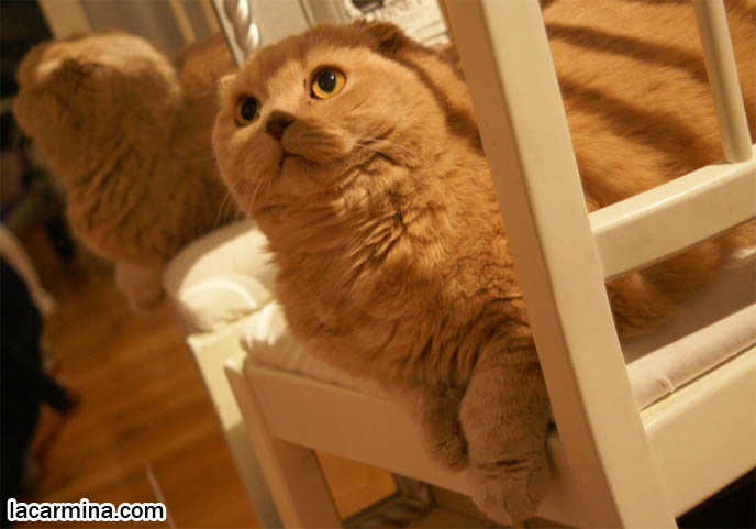 SCOTTISH FOLD CAT LOOKING AT SELF IN MIRROR, PETS AND MIRRORS REFLECTIONS, CURIOUS BABY KITTEN. ORSON WELLES CITIZEN KANE MIRROR REFLECTION PHOTOS, HEAD PROFILE OF CAT WITH SHORT NOSE AND SMALL FLOP-EARS, BIG EYED KITTY. PROFESSIONAL PET PHOTOGRAPHY, funny Basil Farrow, Ronan and Mia Farrow, hair and fur colors and patterns, pet humor, Scottish Fold cat photos, coupari, what to feed purebred flop eared cats, behavior and personality, funny cute LOLCAT pet photos, silly pet pictures, earless cat, floppy eared scottish folds, playing with pet scottish fold cats, pet cat medical care スコティッシュフォールド,  猫 