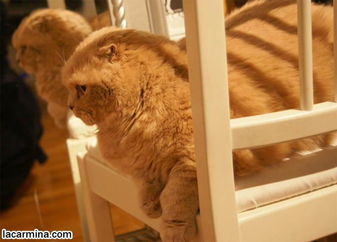 SCOTTISH FOLD CAT LOOKING AT SELF IN MIRROR, PETS AND MIRRORS REFLECTIONS, CURIOUS BABY KITTEN. ORSON WELLES CITIZEN KANE MIRROR REFLECTION PHOTOS, HEAD PROFILE OF CAT WITH SHORT NOSE AND SMALL FLOP-EARS, BIG EYED KITTY. PROFESSIONAL PET PHOTOGRAPHY, funny Basil Farrow, Ronan and Mia Farrow, hair and fur colors and patterns, pet humor, Scottish Fold cat photos, coupari, what to feed purebred flop eared cats, behavior and personality, funny cute LOLCAT pet photos, silly pet pictures, earless cat, floppy eared scottish folds, playing with pet scottish fold cats, pet cat medical care スコティッシュフォールド,  猫 