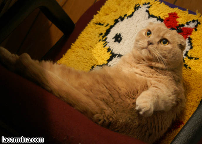 FAT SCOTTISH FOLD CAT SITTING LIKE A PERSON IN CHAIR, CATS TAKING OVER SEATS, SITTING IN FAVORITE WARM SPOTS, KITTEN CLEANING SELF. CAT WITH SHORT NOSE AND SMALL FLOP-EARS, BIG EYED KITTY. PROFESSIONAL PET PHOTOGRAPHY, funny Basil Farrow, Ronan and Mia Farrow, hair and fur colors and patterns, pet humor, Scottish Fold cat photos, coupari, what to feed purebred flop eared cats, behavior and personality, funny cute LOLCAT pet photos, silly pet pictures, earless cat, floppy eared scottish folds, playing with pet scottish fold cats, pet cat medical care スコティッシュフォールド, 猫