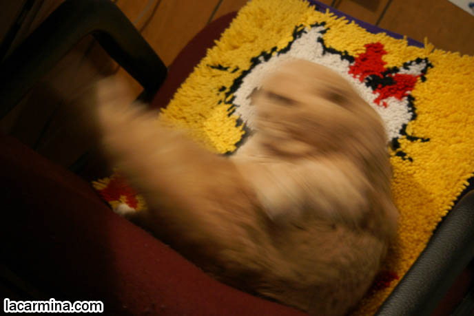 FAT SCOTTISH FOLD CAT SITTING LIKE A PERSON IN CHAIR, CATS TAKING OVER SEATS, SITTING IN FAVORITE WARM SPOTS, KITTEN CLEANING SELF. CAT WITH SHORT NOSE AND SMALL FLOP-EARS, BIG EYED KITTY. PROFESSIONAL PET PHOTOGRAPHY, funny Basil Farrow, Ronan and Mia Farrow, hair and fur colors and patterns, pet humor, Scottish Fold cat photos, coupari, what to feed purebred flop eared cats, behavior and personality, funny cute LOLCAT pet photos, silly pet pictures, earless cat, floppy eared scottish folds, playing with pet scottish fold cats, pet cat medical care スコティッシュフォールド, 猫