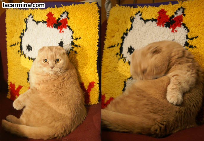 FAT SCOTTISH FOLD CAT SITTING LIKE A PERSON IN CHAIR, CATS TAKING OVER SEATS, SITTING IN FAVORITE WARM SPOTS, KITTEN CLEANING SELF. CAT WITH SHORT NOSE AND SMALL FLOP-EARS, BIG EYED KITTY. PROFESSIONAL PET PHOTOGRAPHY, funny Basil Farrow, Ronan and Mia Farrow, hair and fur colors and patterns, pet humor, Scottish Fold cat photos, coupari, what to feed purebred flop eared cats, behavior and personality, funny cute LOLCAT pet photos, silly pet pictures, earless cat, floppy eared scottish folds, playing with pet scottish fold cats, pet cat medical care スコティッシュフォールド, 猫