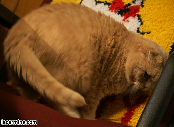 FAT SCOTTISH FOLD CAT SITTING LIKE A PERSON IN CHAIR, CATS TAKING OVER SEATS, SITTING IN FAVORITE WARM SPOTS, KITTEN CLEANING SELF. CAT WITH SHORT NOSE AND SMALL FLOP-EARS, BIG EYED KITTY. PROFESSIONAL PET PHOTOGRAPHY, funny Basil Farrow, Ronan and Mia Farrow, hair and fur colors and patterns, pet humor, Scottish Fold cat photos, coupari, what to feed purebred flop eared cats, behavior and personality, funny cute LOLCAT pet photos, silly pet pictures, earless cat, floppy eared scottish folds, playing with pet scottish fold cats, pet cat medical care スコティッシュフォールド, 猫