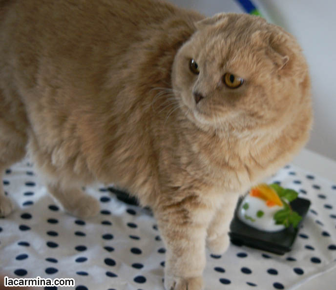 cute desserts with faces, kawaii food, character bentos charaben, cute yummy time, FAT SCOTTISH FOLD CAT SNIFFING FOOD ON TABLE, HUNGRY CAT PHOTOS, SHORT LEGS & TAIL WAGGING PET KITTY PHOTOS.CAT WITH SHORT NOSE AND SMALL FLOP-EARS, BIG EYED KITTY. PROFESSIONAL PET PHOTOGRAPHY, funny Basil Farrow, Ronan and Mia Farrow, hair and fur colors and patterns, pet humor, Scottish Fold cat photos, coupari, what to feed purebred flop eared cats, behavior and personality, funny cute LOLCAT pet photos, silly pet pictures, earless cat, floppy eared scottish folds, playing with pet scottish fold cats, pet cat medical care スコティッシュフォールド,  猫 