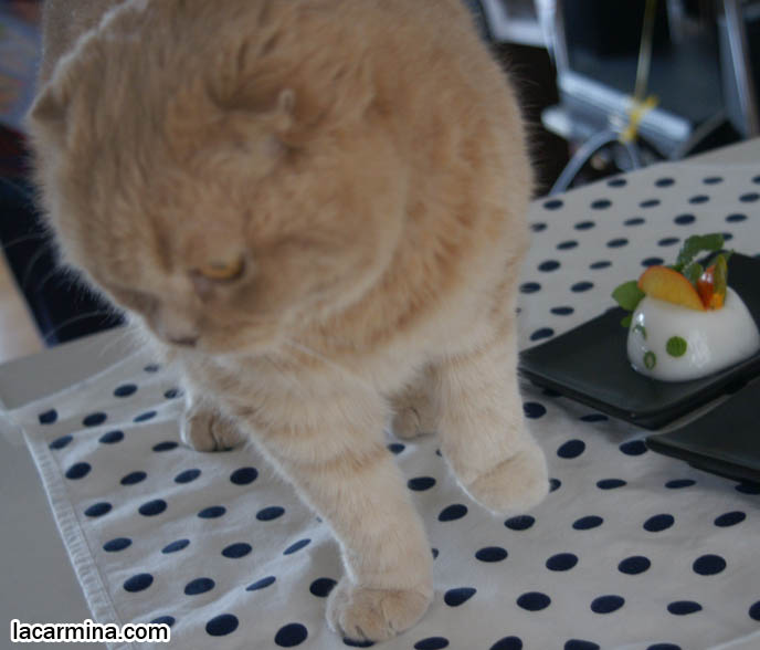cute desserts with faces, kawaii food, character bentos charaben, cute yummy time, FAT SCOTTISH FOLD CAT SNIFFING FOOD ON TABLE, HUNGRY CAT PHOTOS, SHORT LEGS & TAIL WAGGING PET KITTY PHOTOS.CAT WITH SHORT NOSE AND SMALL FLOP-EARS, BIG EYED KITTY. PROFESSIONAL PET PHOTOGRAPHY, funny Basil Farrow, Ronan and Mia Farrow, hair and fur colors and patterns, pet humor, Scottish Fold cat photos, coupari, what to feed purebred flop eared cats, behavior and personality, funny cute LOLCAT pet photos, silly pet pictures, earless cat, floppy eared scottish folds, playing with pet scottish fold cats, pet cat medical care スコティッシュフォールド,  猫 