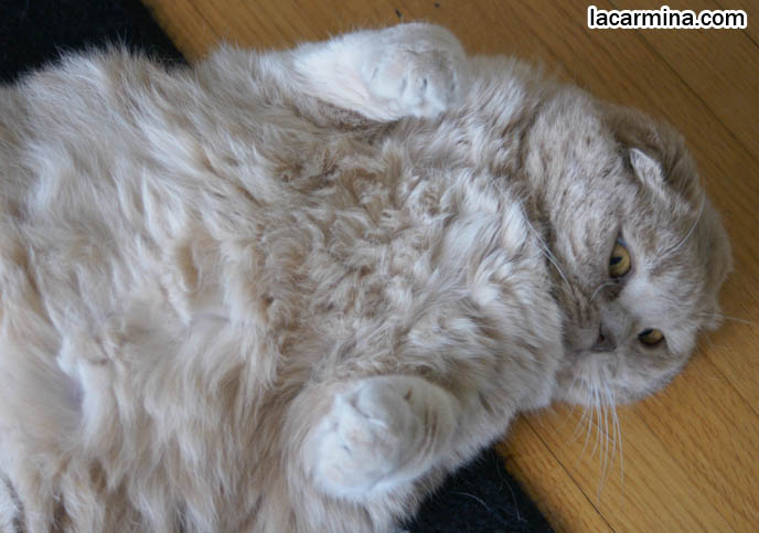 FAT ROUND TUMMY CAT, SILLY FACE LOLCAT PHOTOS, FURRY SCOTTISH FOLDS LYING ON BACK, YELLOW EYES, PROFESSIONAL PET PHOTOGRAPHY IN CANADA & UNITED STATES, HIGH RESOLUTION CAT PHOTOS, CUTEST SCOTTISH FOLD CAT WITH FOLDED SMALL EARS, SCOTTISH FOLD CAT LYING ON BACK, UPSIDE DOWN WITH PAWS IN THE AIR, TUMMY RUBS FOR ROUND FLOP-EARED PUREBRED KITTEN. FAT SCOTTISH FOLD CAT PHOTOS, SHORT LEGS & TAIL WAGGING PET KITTY PHOTOS. CATs WITH SHORT NOSE AND SMALL FLOP-EARS, BIG EYED KITTY. PROFESSIONAL PET PHOTOGRAPHY, funny Basil Farrow, Ronan and Mia Farrow, hair and fur colors and patterns, pet humor, Scottish Fold cat photos, coupari, what to feed purebred flop eared cats, behavior and personality, funny cute LOLCAT pet photos, silly pet pictures, earless cat, floppy eared scottish folds, playing with pet scottish fold cats, pet cat medical care スコティッシュフォールド, 猫