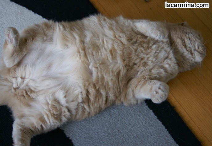 FAT ROUND TUMMY CAT, SILLY FACE LOLCAT PHOTOS, FURRY SCOTTISH FOLDS LYING ON BACK, YELLOW EYES, PROFESSIONAL PET PHOTOGRAPHY IN CANADA & UNITED STATES, HIGH RESOLUTION CAT PHOTOS, CUTEST SCOTTISH FOLD CAT WITH FOLDED SMALL EARS, SCOTTISH FOLD CAT LYING ON BACK, UPSIDE DOWN WITH PAWS IN THE AIR, TUMMY RUBS FOR ROUND FLOP-EARED PUREBRED KITTEN. FAT SCOTTISH FOLD CAT PHOTOS, SHORT LEGS & TAIL WAGGING PET KITTY PHOTOS. CATs WITH SHORT NOSE AND SMALL FLOP-EARS, BIG EYED KITTY. PROFESSIONAL PET PHOTOGRAPHY, funny Basil Farrow, Ronan and Mia Farrow, hair and fur colors and patterns, pet humor, Scottish Fold cat photos, coupari, what to feed purebred flop eared cats, behavior and personality, funny cute LOLCAT pet photos, silly pet pictures, earless cat, floppy eared scottish folds, playing with pet scottish fold cats, pet cat medical care スコティッシュフォールド, 猫