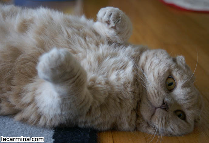 CUTEST SCOTTISH FOLD CAT IN THE WORLD, PRIZE WINNING FELINE SHOW PUREBRED, SOLID CREAM COUPARI WITH TIGHTLY FOLDED EARS, FAT ROUND TUMMY CAT, SILLY FACE LOLCAT PHOTOS, FURRY SCOTTISH FOLDS LYING ON BACK, YELLOW EYES, PROFESSIONAL PET PHOTOGRAPHY IN CANADA & UNITED STATES, HIGH RESOLUTION CAT PHOTOS, CUTEST SCOTTISH FOLD CAT WITH FOLDED SMALL EARS, SCOTTISH FOLD CAT LYING ON BACK, UPSIDE DOWN WITH PAWS IN THE AIR, TUMMY RUBS FOR ROUND FLOP-EARED PUREBRED KITTEN. FAT SCOTTISH FOLD CAT PHOTOS, SHORT LEGS & TAIL WAGGING PET KITTY PHOTOS. CATs WITH SHORT NOSE AND SMALL FLOP-EARS, BIG EYED KITTY. PROFESSIONAL PET PHOTOGRAPHY, funny Basil Farrow, Ronan and Mia Farrow, hair and fur colors and patterns, pet humor, Scottish Fold cat photos, coupari, what to feed purebred flop eared cats, behavior and personality, funny cute LOLCAT pet photos, silly pet pictures, earless cat, floppy eared scottish folds, playing with pet scottish fold cats, pet cat medical care スコティッシュフォールド, 猫
