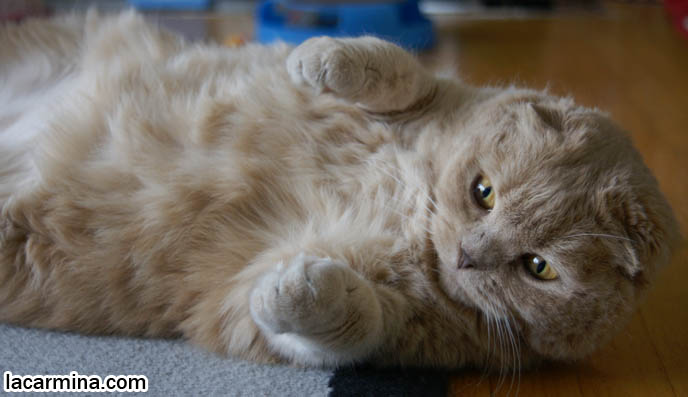 scottish fold kitten lying upside down, fat garfield pet cats, cutest cat in the world, earless kitty, no ears can't hear cat meme, pet humor, Scottish Fold cat photos, coupari, round kitten, what to feed purebred flop eared cats, behavior and personality, funny cute LOLCAT pet photos, silly pet pictures, earless cat, floppy eared scottish folds, raising pet scottish fold cats, pet cat medical care スコティッシュフォールド,  猫 