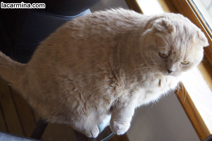 CAT STATUE, BUDDHA SITTING POSITION FOR ZEN CATS, PEACEFUL KITTY LOOKING OUT THE WINDOW WITH BLACK CAT, CUTEST SCOTTISH FOLD CAT IN THE WORLD, PRIZE WINNING FELINE SHOW PUREBRED, SOLID CREAM COUPARI WITH TIGHTLY FOLDED EARS, FAT ROUND TUMMY CAT, SILLY FACE LOLCAT PHOTOS, FURRY SCOTTISH FOLDS, YELLOW EYES, PROFESSIONAL PET PHOTOGRAPHY IN CANADA & UNITED STATES, HIGH RESOLUTION CAT PHOTOS, CUTEST SCOTTISH FOLD CAT WITH FOLDED SMALL EARS, ROUND FLOP-EARED PUREBRED KITTEN. FAT SCOTTISH FOLD CAT PHOTOS, SHORT LEGS & TAIL WAGGING PET KITTY PHOTOS. CATs WITH SHORT NOSE AND SMALL FLOP-EARS, BIG EYED KITTY. PROFESSIONAL PET PHOTOGRAPHY, funny Basil Farrow, Ronan and Mia Farrow, hair and fur colors and patterns, pet humor, Scottish Fold cat photos, coupari, what to feed purebred flop eared cats, behavior and personality, funny cute LOLCAT pet photos, silly pet pictures, earless cat, floppy eared scottish folds, playing with pet scottish fold cats, pet cat medical care スコティッシュフォールド, 猫