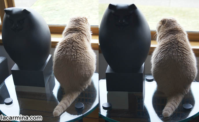 CAT STATUE, BUDDHA SITTING POSITION FOR ZEN CATS, PEACEFUL KITTY LOOKING OUT THE WINDOW WITH BLACK CAT, CUTEST SCOTTISH FOLD CAT IN THE WORLD, PRIZE WINNING FELINE SHOW PUREBRED, SOLID CREAM COUPARI WITH TIGHTLY FOLDED EARS, FAT ROUND TUMMY CAT, SILLY FACE LOLCAT PHOTOS, FURRY SCOTTISH FOLDS, YELLOW EYES, PROFESSIONAL PET PHOTOGRAPHY IN CANADA & UNITED STATES, HIGH RESOLUTION CAT PHOTOS, CUTEST SCOTTISH FOLD CAT WITH FOLDED SMALL EARS, ROUND FLOP-EARED PUREBRED KITTEN. FAT SCOTTISH FOLD CAT PHOTOS, SHORT LEGS & TAIL WAGGING PET KITTY PHOTOS. CATs WITH SHORT NOSE AND SMALL FLOP-EARS, BIG EYED KITTY. PROFESSIONAL PET PHOTOGRAPHY, funny Basil Farrow, Ronan and Mia Farrow, hair and fur colors and patterns, pet humor, Scottish Fold cat photos, coupari, what to feed purebred flop eared cats, behavior and personality, funny cute LOLCAT pet photos, silly pet pictures, earless cat, floppy eared scottish folds, playing with pet scottish fold cats, pet cat medical care スコティッシュフォールド, 猫