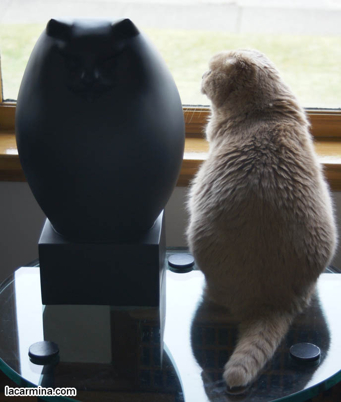CAT STATUE, BUDDHA SITTING POSITION FOR ZEN CATS, PEACEFUL KITTY LOOKING OUT THE WINDOW WITH BLACK CAT, CUTEST SCOTTISH FOLD CAT IN THE WORLD, PRIZE WINNING FELINE SHOW PUREBRED, SOLID CREAM COUPARI WITH TIGHTLY FOLDED EARS, FAT ROUND TUMMY CAT, SILLY FACE LOLCAT PHOTOS, FURRY SCOTTISH FOLDS, YELLOW EYES, PROFESSIONAL PET PHOTOGRAPHY IN CANADA & UNITED STATES, HIGH RESOLUTION CAT PHOTOS, CUTEST SCOTTISH FOLD CAT WITH FOLDED SMALL EARS, ROUND FLOP-EARED PUREBRED KITTEN. FAT SCOTTISH FOLD CAT PHOTOS, SHORT LEGS & TAIL WAGGING PET KITTY PHOTOS. CATs WITH SHORT NOSE AND SMALL FLOP-EARS, BIG EYED KITTY. PROFESSIONAL PET PHOTOGRAPHY, funny Basil Farrow, Ronan and Mia Farrow, hair and fur colors and patterns, pet humor, Scottish Fold cat photos, coupari, what to feed purebred flop eared cats, behavior and personality, funny cute LOLCAT pet photos, silly pet pictures, earless cat, floppy eared scottish folds, playing with pet scottish fold cats, pet cat medical care スコティッシュフォールド, 猫