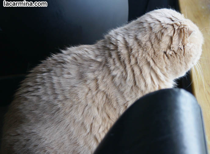 SWEET FACE SCOTTISH FOLD CAT, SOLID CREAM TAN YELLOW FUR, TINY FOLD EARS, YELLOW TIGER EYES AND LONG WHISKERS. BUDDHA SITTING POSITION FOR ZEN CATS, PEACEFUL KITTY LOOKING OUT THE WINDOW WITH BLACK CAT, CUTEST SCOTTISH FOLD CAT IN THE WORLD, PRIZE WINNING FELINE SHOW PUREBRED, SOLID CREAM COUPARI WITH TIGHTLY FOLDED EARS, FAT ROUND TUMMY CAT, SILLY FACE LOLCAT PHOTOS, FURRY SCOTTISH FOLDS, YELLOW EYES, PROFESSIONAL PET PHOTOGRAPHY IN CANADA & UNITED STATES, HIGH RESOLUTION CAT PHOTOS, CUTEST SCOTTISH FOLD CAT WITH FOLDED SMALL EARS, ROUND FLOP-EARED PUREBRED KITTEN. FAT SCOTTISH FOLD CAT PHOTOS, SHORT LEGS & TAIL WAGGING PET KITTY PHOTOS. CATs WITH SHORT NOSE AND SMALL FLOP-EARS, BIG EYED KITTY. PROFESSIONAL PET PHOTOGRAPHY, funny Basil Farrow, Ronan and Mia Farrow, hair and fur colors and patterns, pet humor, Scottish Fold cat photos, coupari, what to feed purebred flop eared cats, behavior and personality, funny cute LOLCAT pet photos, silly pet pictures, earless cat, floppy eared scottish folds, playing with pet scottish fold cats, pet cat medical care スコティッシュフォールド,  猫 