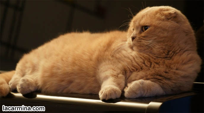 FAT CAT SLEEPING ON PIANO, CLASSICAL MUSIC LOVING PET KITTENS, BABY TIGER LION CUB SLEEPING ON SIDE, CUTE FUNNY TEDDY BEAR. SWEET FACE SCOTTISH FOLD CAT, SOLID CREAM TAN YELLOW FUR, TINY FOLD EARS, YELLOW TIGER EYES AND LONG WHISKERS. CUTEST SCOTTISH FOLD CAT IN THE WORLD, PRIZE WINNING FELINE SHOW PUREBRED, SOLID CREAM COUPARI WITH TIGHTLY FOLDED EARS, FAT ROUND TUMMY CAT, SILLY FACE LOLCAT PHOTOS, PROFESSIONAL PET PHOTOGRAPHY, funny PETS, Ronan Farrow, hair and fur colors and patterns, pet humor, Scottish Fold cat photos, coupari, what to feed purebred flop eared cats, behavior and personality, funny cute LOLCAT pet photos, silly pet pictures, earless cat, floppy eared scottish folds, playing with pet scottish fold cats, pet cat medical care スコティッシュフォールド,  猫 