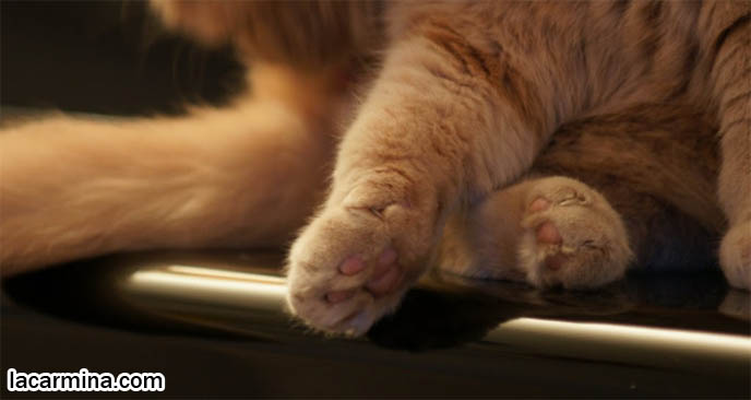 FAT CAT SLEEPING ON PIANO, CLASSICAL MUSIC LOVING PET KITTENS, BABY TIGER LION CUB SLEEPING ON SIDE, CUTE FUNNY TEDDY BEAR. SWEET FACE SCOTTISH FOLD CAT, SOLID CREAM TAN YELLOW FUR, TINY FOLD EARS, YELLOW TIGER EYES AND LONG WHISKERS. CUTEST SCOTTISH FOLD CAT IN THE WORLD, PRIZE WINNING FELINE SHOW PUREBRED, SOLID CREAM COUPARI WITH TIGHTLY FOLDED EARS, FAT ROUND TUMMY CAT, SILLY FACE LOLCAT PHOTOS, PROFESSIONAL PET PHOTOGRAPHY, funny PETS, Ronan Farrow, hair and fur colors and patterns, pet humor, Scottish Fold cat photos, coupari, what to feed purebred flop eared cats, behavior and personality, funny cute LOLCAT pet photos, silly pet pictures, earless cat, floppy eared scottish folds, playing with pet scottish fold cats, pet cat medical care スコティッシュフォールド,  猫 