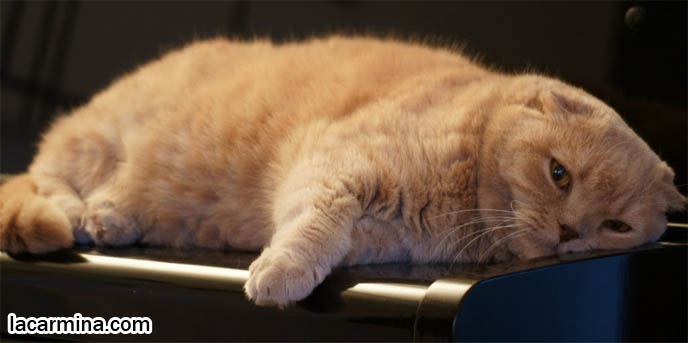 FAT CAT SLEEPING ON PIANO, CLASSICAL MUSIC LOVING PET KITTENS, BABY TIGER LION CUB SLEEPING ON SIDE, CUTE FUNNY TEDDY BEAR. SWEET FACE SCOTTISH FOLD CAT, SOLID CREAM TAN YELLOW FUR, TINY FOLD EARS, YELLOW TIGER EYES AND LONG WHISKERS. CUTEST SCOTTISH FOLD CAT IN THE WORLD, PRIZE WINNING FELINE SHOW PUREBRED, SOLID CREAM COUPARI WITH TIGHTLY FOLDED EARS, FAT ROUND TUMMY CAT, SILLY FACE LOLCAT PHOTOS, PROFESSIONAL PET PHOTOGRAPHY, funny PETS, Ronan Farrow, hair and fur colors and patterns, pet humor, Scottish Fold cat photos, coupari, what to feed purebred flop eared cats, behavior and personality, funny cute LOLCAT pet photos, silly pet pictures, earless cat, floppy eared scottish folds, playing with pet scottish fold cats, pet cat medical care スコティッシュフォールド,  猫 