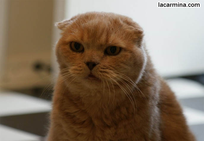 Grumpy face Scottish Fold cat! Cute photo of angry-faced kitten  La  Carmina Blog - Alternative Fashion, Goth Travel, Subcultures