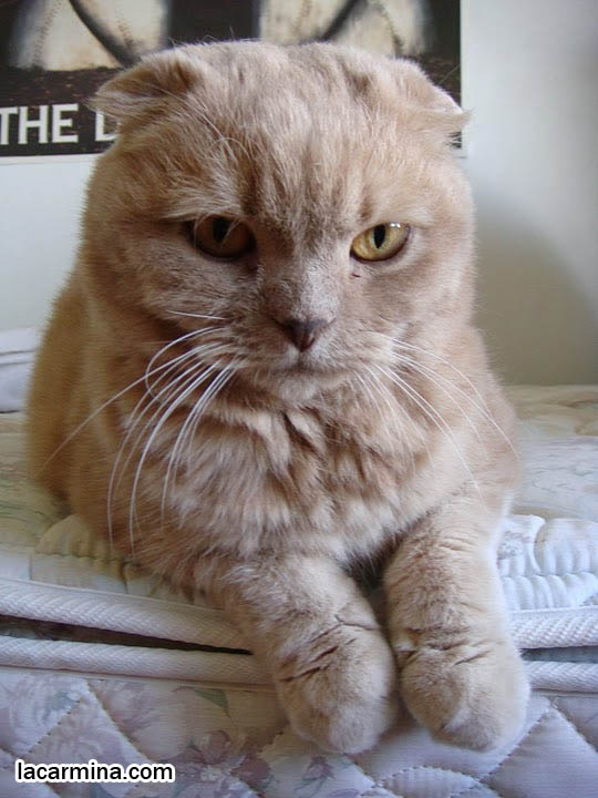 CUTEST CAT LYING ON BED, DANGLING FAT PAWS. DORAEMON EARLESS JAPANESE CHARACTER, KAWAII MASCOT. HAPPY HEALTHY SCOTTISH FOLD CATS FROM PUREBRED BREEDER. PROFESSIONAL PET PORTRAITS, funny PETS, Ronan Farrow, hair and fur colors and patterns, pet humor, Scottish Fold cat photos, coupari, what to feed purebred flop eared cats, behavior and personality, funny cute LOLCAT pet photos, silly pet pictures, earless cat, floppy eared scottish folds, playing with pet scottish fold cats, pet cat medical care スコティッシュフォールド,  猫 