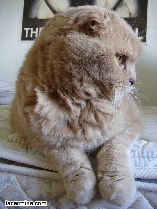 CUTEST CAT LYING ON BED, DANGLING FAT PAWS. DORAEMON EARLESS JAPANESE CHARACTER, KAWAII MASCOT. HAPPY HEALTHY SCOTTISH FOLD CATS FROM PUREBRED BREEDER. PROFESSIONAL PET PORTRAITS, funny PETS, Ronan Farrow, hair and fur colors and patterns, pet humor, Scottish Fold cat photos, coupari, what to feed purebred flop eared cats, behavior and personality, funny cute LOLCAT pet photos, silly pet pictures, earless cat, floppy eared scottish folds, playing with pet scottish fold cats, pet cat medical care スコティッシュフォールド,  猫 