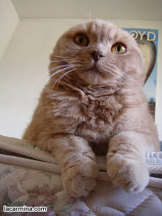 CUTEST CAT LYING ON BED, DANGLING FAT PAWS. DORAEMON EARLESS JAPANESE CHARACTER, KAWAII MASCOT. HAPPY HEALTHY SCOTTISH FOLD CATS FROM PUREBRED BREEDER. PROFESSIONAL PET PORTRAITS, funny PETS, Ronan Farrow, hair and fur colors and patterns, pet humor, Scottish Fold cat photos, coupari, what to feed purebred flop eared cats, behavior and personality, funny cute LOLCAT pet photos, silly pet pictures, earless cat, floppy eared scottish folds, playing with pet scottish fold cats, pet cat medical care スコティッシュフォールド,  猫 