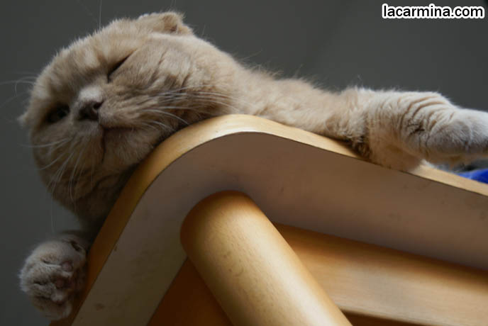 CUTE CAT LYING ON TABLE, DANGLING PAWS. FUNNY KITTEN BEHAVIORS, CATS HABITS. CUTEST CATS DANGLING FAT PAWS. DORAEMON EARLESS JAPANESE CHARACTER, KAWAII MASCOT. HAPPY HEALTHY SCOTTISH FOLD CATS FROM PUREBRED BREEDER. PROFESSIONAL PET PORTRAITS, funny PETS, Scottish Fold cat photos, coupari, what to feed purebred flop eared cats, behavior and personality, funny cute LOLCAT pet photos, silly pet pictures, earless cat, floppy eared scottish folds, playing with pet scottish fold cats, pet cat medical care スコティッシュフォールド,  猫 