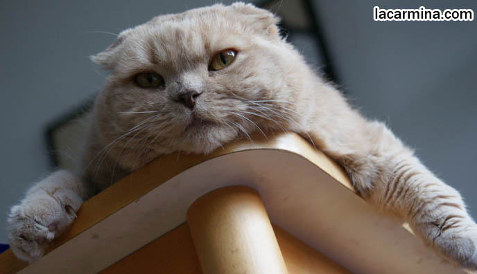 CUTE CAT LYING ON TABLE, DANGLING PAWS. FUNNY KITTEN BEHAVIORS, CATS HABITS. CUTEST CATS DANGLING FAT PAWS. DORAEMON EARLESS JAPANESE CHARACTER, KAWAII MASCOT. HAPPY HEALTHY SCOTTISH FOLD CATS FROM PUREBRED BREEDER. PROFESSIONAL PET PORTRAITS, funny PETS, Scottish Fold cat photos, coupari, what to feed purebred flop eared cats, behavior and personality, funny cute LOLCAT pet photos, silly pet pictures, earless cat, floppy eared scottish folds, playing with pet scottish fold cats, pet cat medical care スコティッシュフォールド,  猫 
