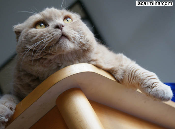 CUTE CAT LYING ON TABLE, DANGLING PAWS. FUNNY KITTEN BEHAVIORS, CATS HABITS. CUTEST CATS DANGLING FAT PAWS. DORAEMON EARLESS JAPANESE CHARACTER, KAWAII MASCOT. HAPPY HEALTHY SCOTTISH FOLD CATS FROM PUREBRED BREEDER. PROFESSIONAL PET PORTRAITS, funny PETS, Scottish Fold cat photos, coupari, what to feed purebred flop eared cats, behavior and personality, funny cute LOLCAT pet photos, silly pet pictures, earless cat, floppy eared scottish folds, playing with pet scottish fold cats, pet cat medical care スコティッシュフォールド,  猫 