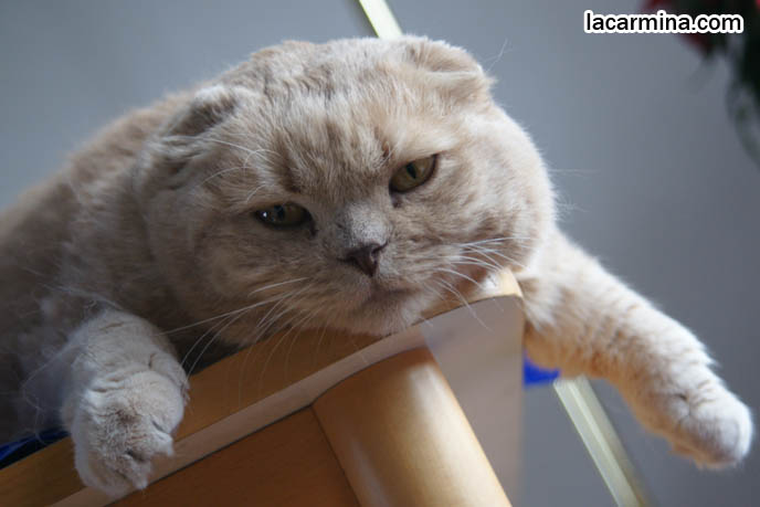 FAT CHEEKS EARLESS SCOTTISH FOLD CAT, BASIL FARROW. CELEBRITY KITTIES, FAMOUS KITTENS. FAT GARFIELD PET. CUTE CAT LYING ON TABLE, DANGLING PAWS. FUNNY KITTEN BEHAVIORS, CATS HABITS. funny PETS, Scottish Fold cat photos, coupari, what to feed purebred flop eared cats, behavior and personality, funny cute LOLCAT pet photos, silly pet pictures, earless cat, floppy eared scottish folds, playing with pet scottish fold cats, pet cat medical care スコティッシュフォールド,  猫 