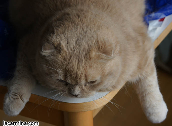 SILLY FACE CAT, FUNNY LOLCAT PHOTOS, TEDDY BEAR STUFFED TOY CAT, CUTEST PLUSH HELLO KITTY SCOTTISH FOLD STUFFED TOYS. FAT CHEEKS EARLESS SCOTTISH FOLD CAT, BASIL FARROW. CELEBRITY KITTIES, FAMOUS KITTENS. FAT GARFIELD PET. CUTE CAT LYING ON TABLE, DANGLING PAWS. FUNNY KITTEN BEHAVIORS, CATS HABITS. funny PETS, Scottish Fold cat photos, coupari, what to feed purebred flop eared cats, behavior and personality, funny cute LOLCAT pet photos, silly pet pictures, earless cat, floppy eared scottish folds, playing with pet scottish fold cats, pet cat medical care スコティッシュフォールド,  猫 