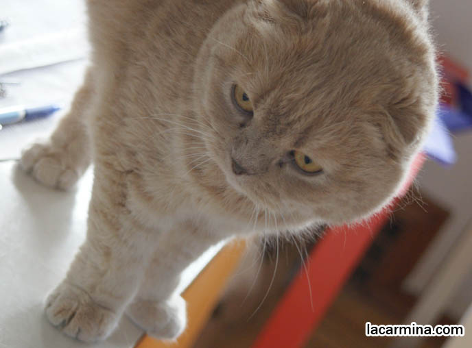 SILLY FACE CAT, FUNNY LOLCAT PHOTOS, TEDDY BEAR STUFFED TOY CAT, CUTEST PLUSH HELLO KITTY SCOTTISH FOLD STUFFED TOYS. FAT CHEEKS EARLESS SCOTTISH FOLD CAT, BASIL FARROW. CELEBRITY KITTIES, FAMOUS KITTENS. FAT GARFIELD PET. CUTE CAT LYING ON TABLE, DANGLING PAWS. FUNNY KITTEN BEHAVIORS, CATS HABITS. funny PETS, Scottish Fold cat photos, coupari, what to feed purebred flop eared cats, behavior and personality, funny cute LOLCAT pet photos, silly pet pictures, earless cat, floppy eared scottish folds, playing with pet scottish fold cats, pet cat medical care スコティッシュフォールド,  猫 