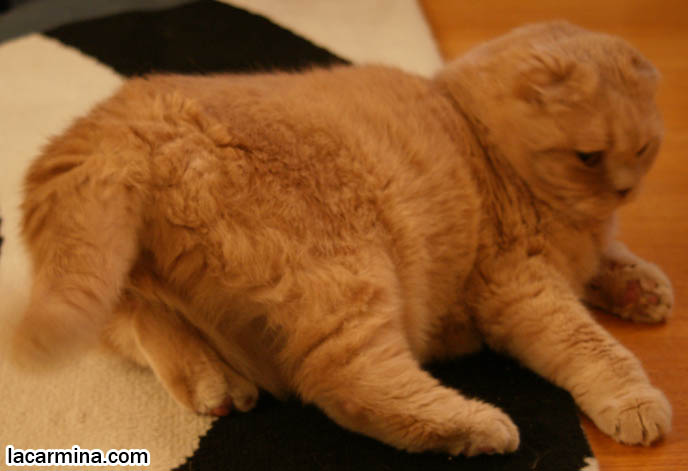 BABY CAT WAGGING TAIL LIKE A DOG, KITTEN PLAYFUL BEHAVIORS, CARING FOR SCOTTISH FOLD CATS. UNDERSTANDING PET CATS. SILLY FACE CAT, FUNNY LOLCAT PHOTOS, TEDDY BEAR STUFFED TOY CAT, CUTEST PLUSH HELLO KITTY SCOTTISH FOLD STUFFED TOYS. FAT CHEEKS EARLESS SCOTTISH FOLD CAT, BASIL FARROW.  funny PETS, Scottish Fold cat photos, coupari, what to feed purebred flop eared cats, behavior and personality, funny cute LOLCAT pet photos, silly pet pictures, earless cat, floppy eared scottish folds, playing with pet scottish fold cats, pet cat medical care スコティッシュフォールド,  猫 
