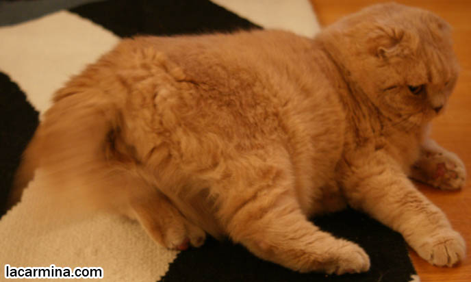 BABY CAT WAGGING TAIL LIKE A DOG, KITTEN PLAYFUL BEHAVIORS, CARING FOR SCOTTISH FOLD CATS. UNDERSTANDING PET CATS. SILLY FACE CAT, FUNNY LOLCAT PHOTOS, TEDDY BEAR STUFFED TOY CAT, CUTEST PLUSH HELLO KITTY SCOTTISH FOLD STUFFED TOYS. FAT CHEEKS EARLESS SCOTTISH FOLD CAT, BASIL FARROW.  funny PETS, Scottish Fold cat photos, coupari, what to feed purebred flop eared cats, behavior and personality, funny cute LOLCAT pet photos, silly pet pictures, earless cat, floppy eared scottish folds, playing with pet scottish fold cats, pet cat medical care スコティッシュフォールド,  猫 
