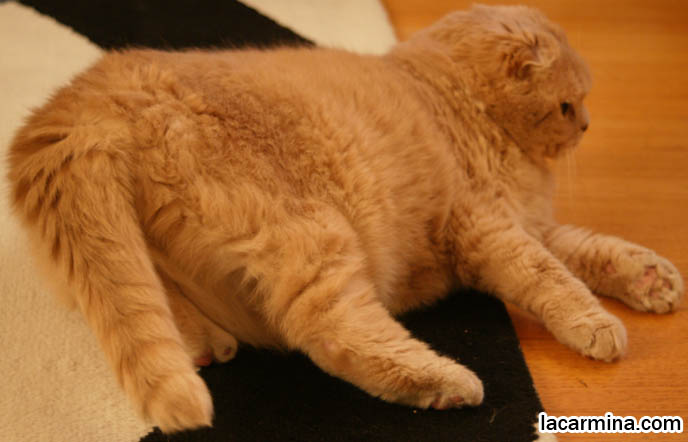 BABY CAT WAGGING TAIL LIKE A DOG, KITTEN PLAYFUL BEHAVIORS, CARING FOR SCOTTISH FOLD CATS. UNDERSTANDING PET CATS. SILLY FACE CAT, FUNNY LOLCAT PHOTOS, TEDDY BEAR STUFFED TOY CAT, CUTEST PLUSH HELLO KITTY SCOTTISH FOLD STUFFED TOYS. FAT CHEEKS EARLESS SCOTTISH FOLD CAT, BASIL FARROW.  funny PETS, Scottish Fold cat photos, coupari, what to feed purebred flop eared cats, behavior and personality, funny cute LOLCAT pet photos, silly pet pictures, earless cat, floppy eared scottish folds, playing with pet scottish fold cats, pet cat medical care スコティッシュフォールド,  猫 