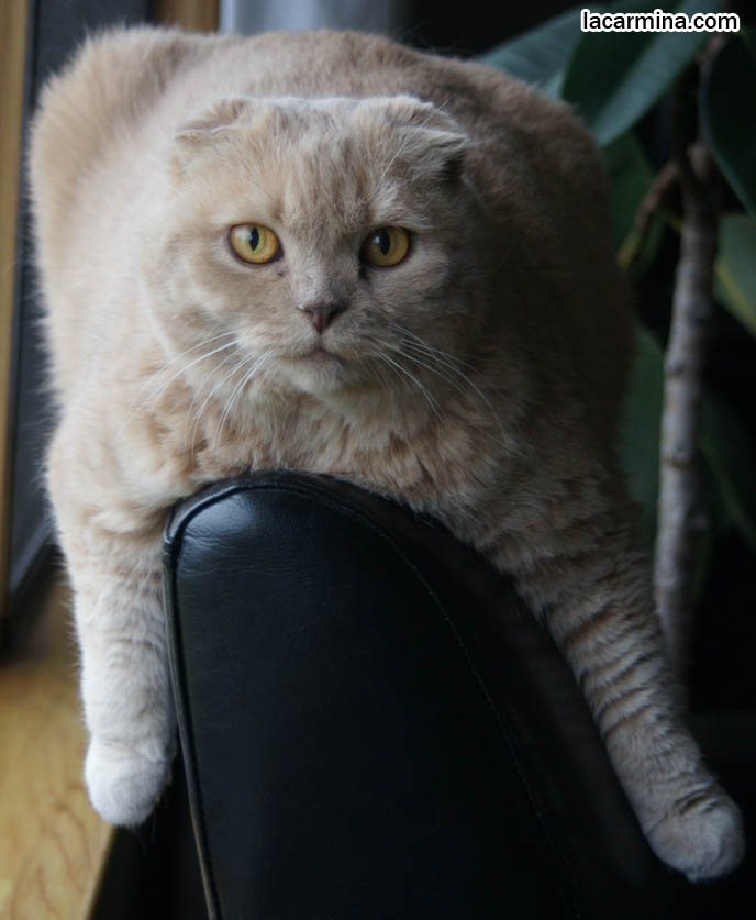 CHOO CHOO TRAIN CAT, LOLCAT SITTING WITH PAWS ON EITHER SIDE OF COUCH, CATS SCRATCHING SOFAS. KITTEN PLAYFUL BEHAVIORS, CARING FOR SCOTTISH FOLD CATS. UNDERSTANDING PET CATS. SILLY FACE CAT, FUNNY LOLCAT PHOTOS, BASIL FARROW.  funny PETS, Scottish Fold cat photos, coupari, what to feed purebred flop eared cats, behavior and personality, funny cute LOLCAT pet photos, silly pet pictures, earless cat, floppy eared scottish folds, playing with pet scottish fold cats, pet cat medical care スコティッシュフォールド,  猫 