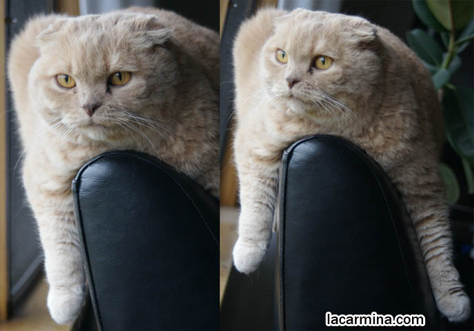 CHOO CHOO TRAIN CAT, LOLCAT SITTING WITH PAWS ON EITHER SIDE OF COUCH, CATS SCRATCHING SOFAS. KITTEN PLAYFUL BEHAVIORS, CARING FOR SCOTTISH FOLD CATS. UNDERSTANDING PET CATS. SILLY FACE CAT, FUNNY LOLCAT PHOTOS, BASIL FARROW.  funny PETS, Scottish Fold cat photos, coupari, what to feed purebred flop eared cats, behavior and personality, funny cute LOLCAT pet photos, silly pet pictures, earless cat, floppy eared scottish folds, playing with pet scottish fold cats, pet cat medical care スコティッシュフォールド,  猫 