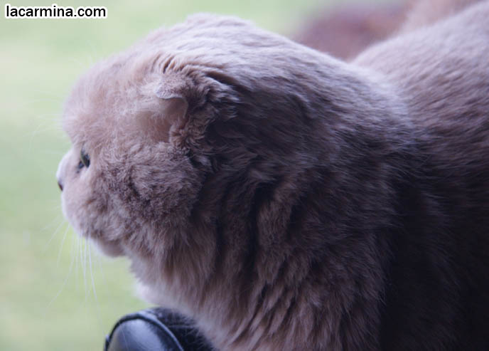SHORT SNOUT, PUSHED IN FACE CAT, NO NOSE SCOTTISH FOLDS. LOOKING OUT WINDOW, PLAY & VISUAL STIMULATION FOR PET CATS. KITTEN PLAYFUL BEHAVIORS, CARING FOR SCOTTISH FOLD CATS. UNDERSTANDING PET CATS. SILLY FACE CAT, FUNNY LOLCAT PHOTOS, BASIL FARROW.  funny PETS, Scottish Fold cat photos, coupari, what to feed purebred flop eared cats, behavior and personality, funny cute LOLCAT pet photos, silly pet pictures, earless cat, floppy eared scottish folds, playing with pet scottish fold cats, pet cat medical care スコティッシュフォールド,  猫 