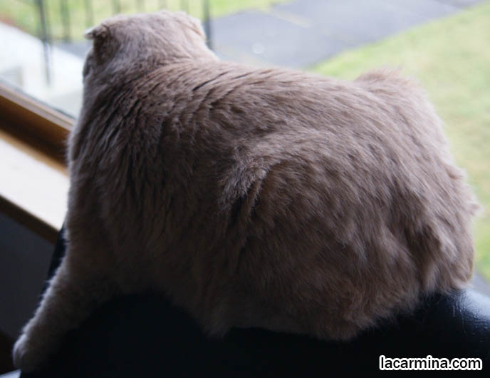 SHORT SNOUT, PUSHED IN FACE CAT, NO NOSE SCOTTISH FOLDS. LOOKING OUT WINDOW, PLAY & VISUAL STIMULATION FOR PET CATS. KITTEN PLAYFUL BEHAVIORS, CARING FOR SCOTTISH FOLD CATS. UNDERSTANDING PET CATS. SILLY FACE CAT, FUNNY LOLCAT PHOTOS, BASIL FARROW.  funny PETS, Scottish Fold cat photos, coupari, what to feed purebred flop eared cats, behavior and personality, funny cute LOLCAT pet photos, silly pet pictures, earless cat, floppy eared scottish folds, playing with pet scottish fold cats, pet cat medical care スコティッシュフォールド,  猫 