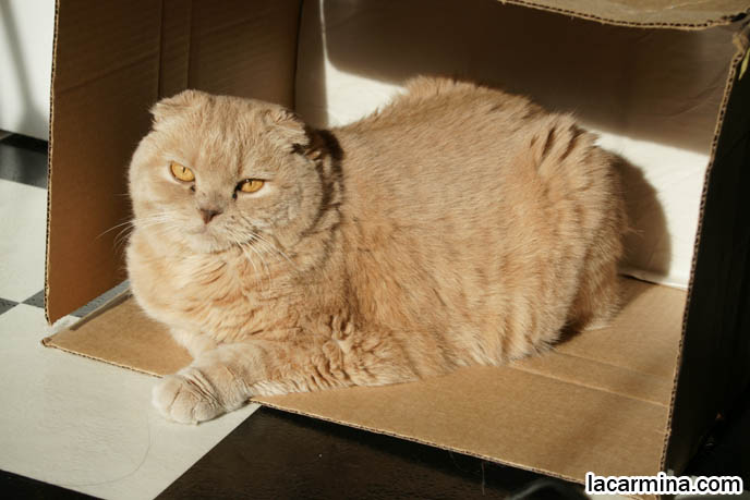 SUNTANNING CAT, SCOTTISH FOLD INSIDE CARDBOARD BOX. HANDMADE DIY TOYS FOR CATS, WHERE TO BUY PET HOUSES. PLAY & VISUAL STIMULATION FOR PET CATS. KITTEN PLAYFUL BEHAVIORS, CARING FOR SCOTTISH FOLD CATS. UNDERSTANDING PET CATS. SILLY FACE CAT, FUNNY LOLCAT PHOTOS, BASIL FARROW.  funny PETS, Scottish Fold cat photos, coupari, what to feed purebred flop eared cats, behavior and personality, funny cute LOLCAT pet photos, silly pet pictures, earless cat, floppy eared scottish folds, playing with pet scottish fold cats, pet cat medical care スコティッシュフォールド,  猫 