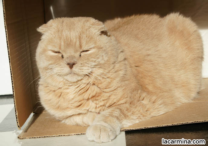 SUNTANNING CAT, SCOTTISH FOLD INSIDE CARDBOARD BOX. HANDMADE DIY TOYS FOR CATS, WHERE TO BUY PET HOUSES. PLAY & VISUAL STIMULATION FOR PET CATS. KITTEN PLAYFUL BEHAVIORS, CARING FOR SCOTTISH FOLD CATS. UNDERSTANDING PET CATS. SILLY FACE CAT, FUNNY LOLCAT PHOTOS, BASIL FARROW.  funny PETS, Scottish Fold cat photos, coupari, what to feed purebred flop eared cats, behavior and personality, funny cute LOLCAT pet photos, silly pet pictures, earless cat, floppy eared scottish folds, playing with pet scottish fold cats, pet cat medical care スコティッシュフォールド,  猫 