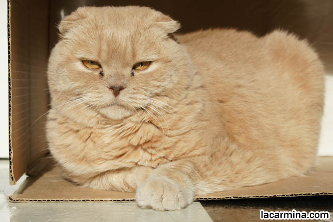 SUNTANNING CAT, SCOTTISH FOLD INSIDE CARDBOARD BOX. HANDMADE DIY TOYS FOR CATS, WHERE TO BUY PET HOUSES. PLAY & VISUAL STIMULATION FOR PET CATS. KITTEN PLAYFUL BEHAVIORS, CARING FOR SCOTTISH FOLD CATS. UNDERSTANDING PET CATS. SILLY FACE CAT, FUNNY LOLCAT PHOTOS, BASIL FARROW.  funny PETS, Scottish Fold cat photos, coupari, what to feed purebred flop eared cats, behavior and personality, funny cute LOLCAT pet photos, silly pet pictures, earless cat, floppy eared scottish folds, playing with pet scottish fold cats, pet cat medical care スコティッシュフォールド,  猫 